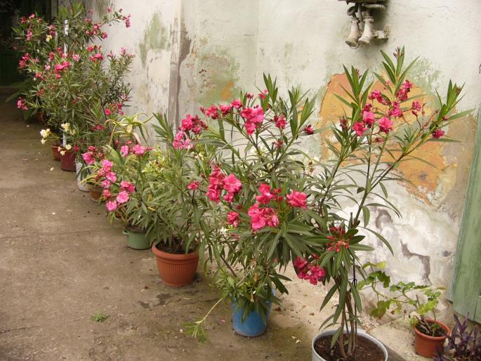 nerium oleander