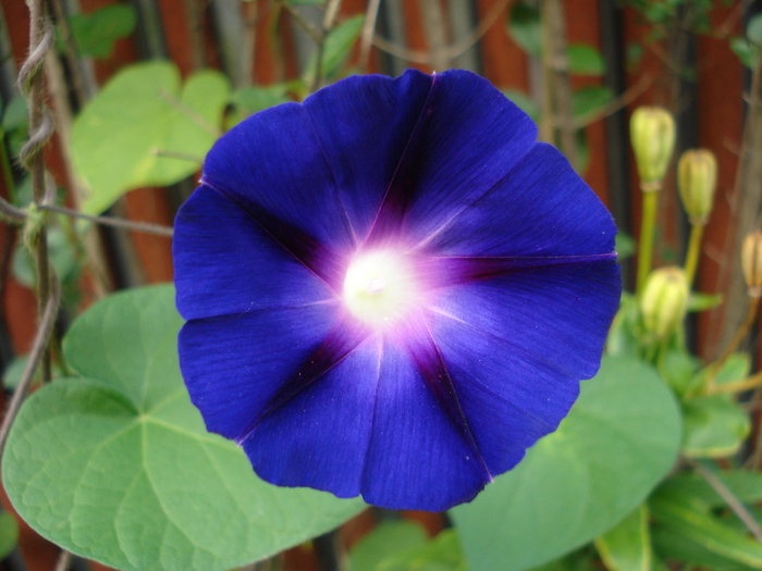 Blue Morning Glory (2009, Aug.25) Blue Morning Glory (2009, Aug.25)