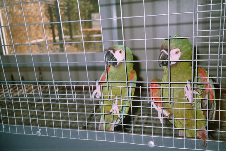 Centrul papagali apr 2004 (3)