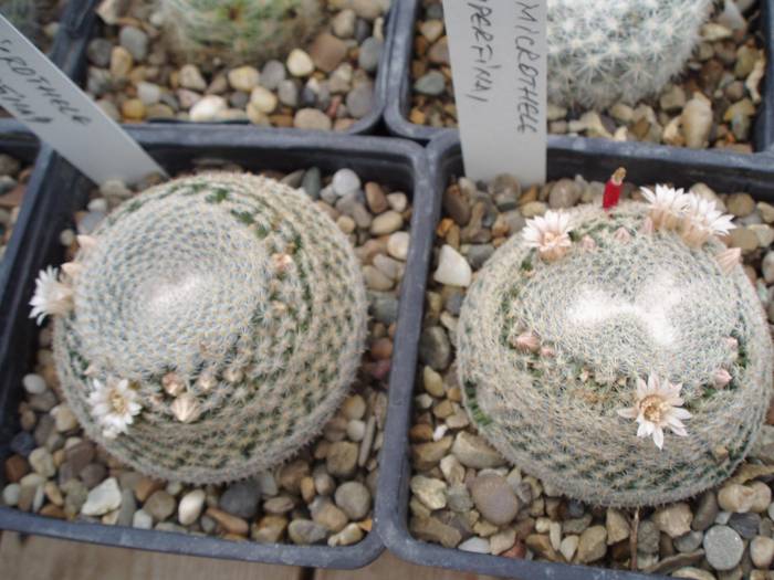 Mammillaria microthele v superfina - Cactusi la Constanta