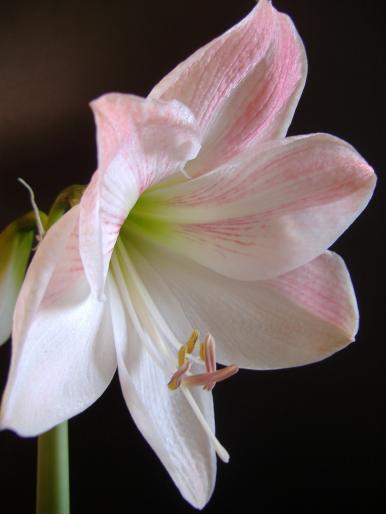 hippeastrum; fam. amaryllidaceae
