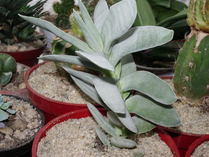 Crasulla falcata - Suculente