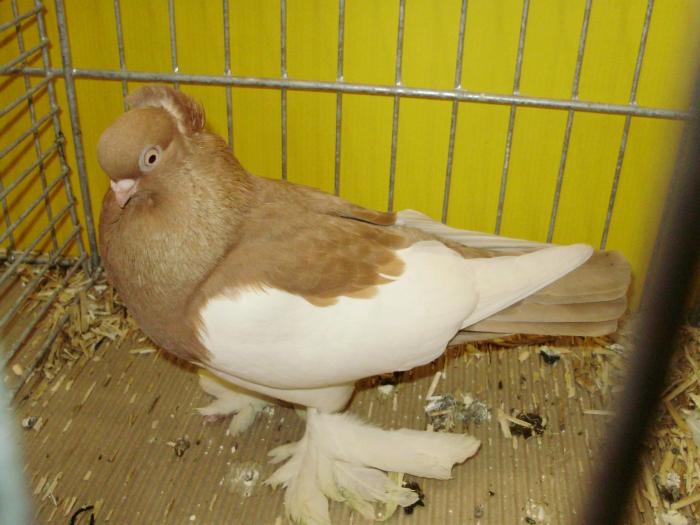 17838 markische elstern 0