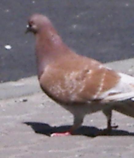 Picture 249 - 18c Bucuresti