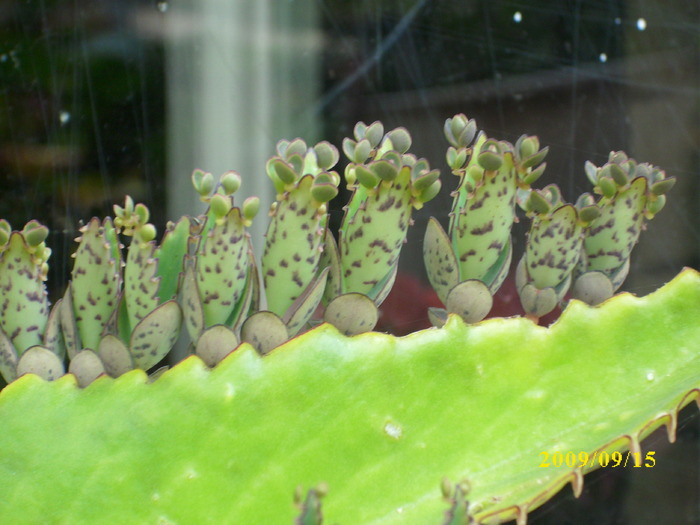 DSCI1211 - plante suculente-cactusi