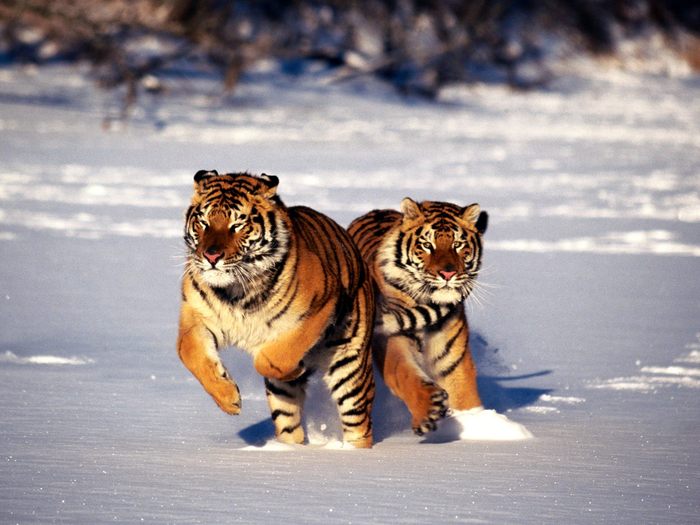 Hot Pursuit, Siberian Tigers - Animale