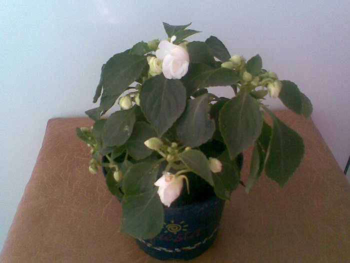 impatiens alb involt