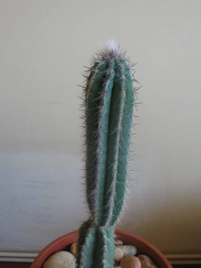 Pilosocereus azureus - iunie 2009 - Cactusi