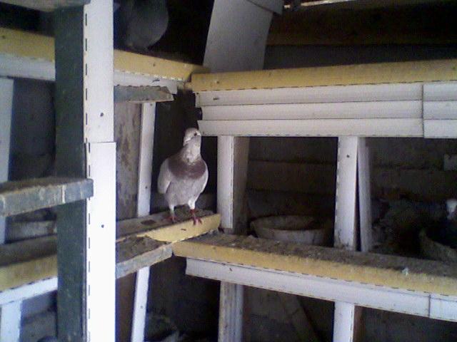 Fotografii-0020Mdka - Copy (3) - Porumbeii mei calatori