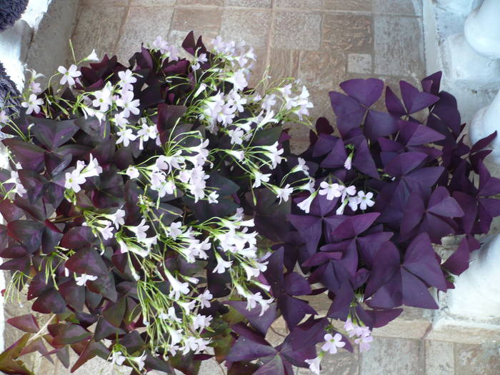 29-05-2009 190 - Flori