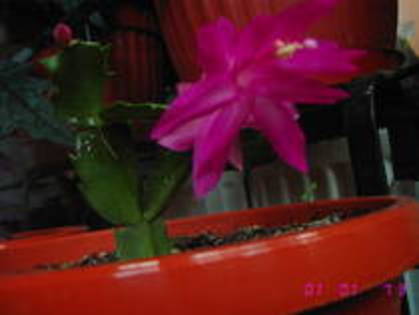 Schlumbergera roz - Suculente