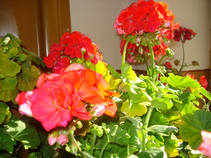 DSC03997 - FlowersssMuscate Rosii superbe