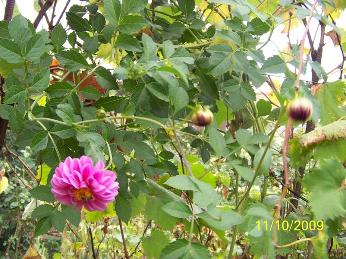 100_2810 - Toamna in curte  Timisoara