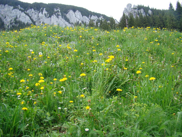 DSC03308 - Piatra Craiului MAI