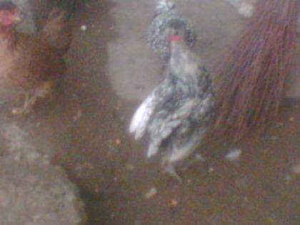 grupul