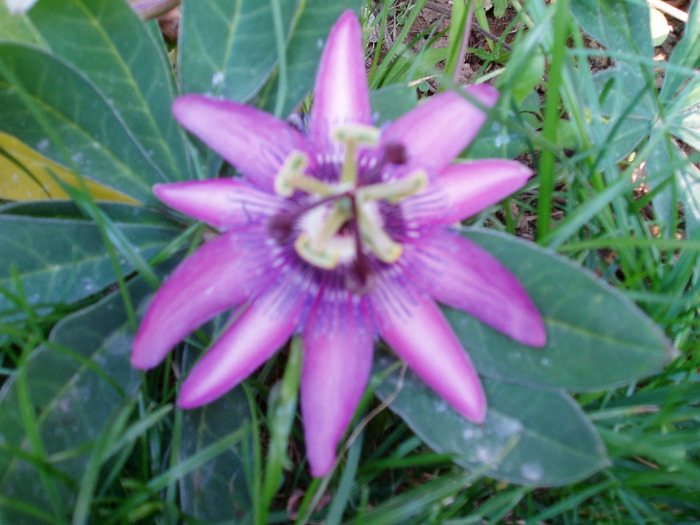 passiflora - Florile mele 2009