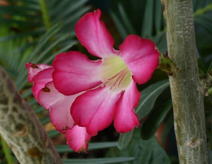 P1080536 - ADENIUM OBESUM