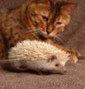 animale (16)