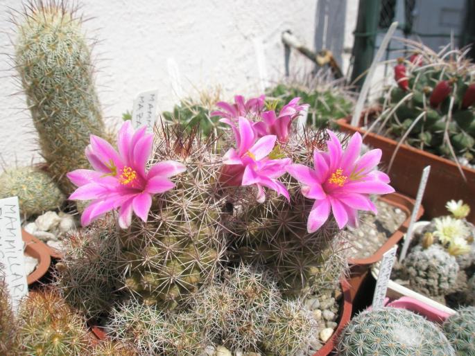 Mammillaria mazatlanensis