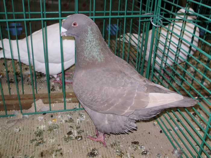 6234 sr 0 - 1507 partea 1b