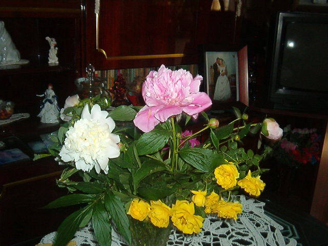 flori ursoaia-vaslui 26 05 09 002 - Ikebana lui Costi