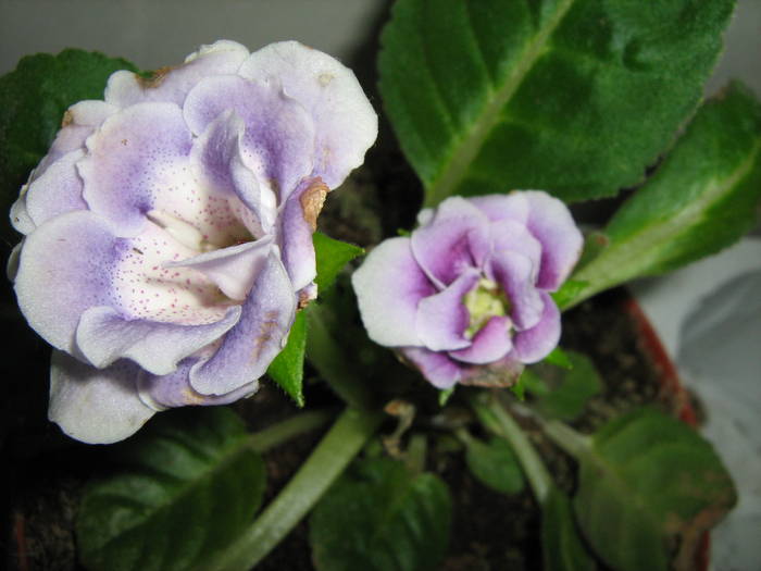 gloxinie - floricele