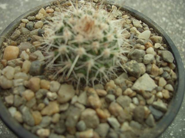 Mam.nejapensis - Mammillaria