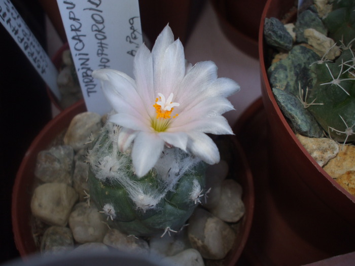 Turbinicarpus detaliu floare