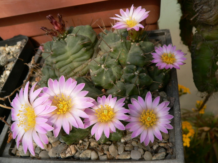 echinocereus_knippelianus_v.reyesii - genul Echinocereus