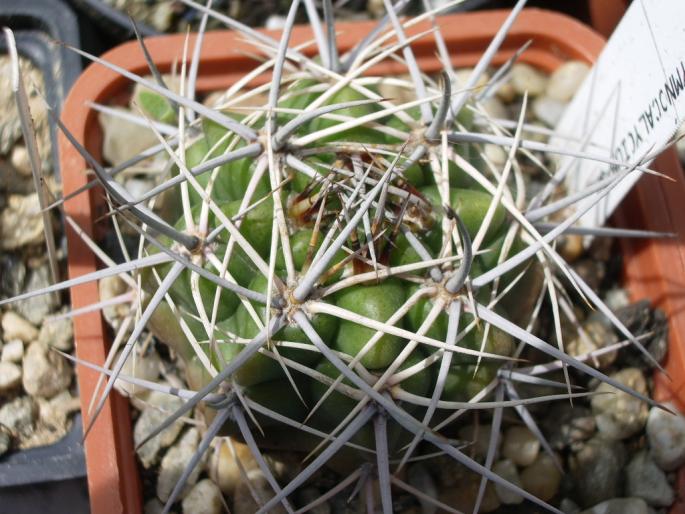 Gymnocalycium