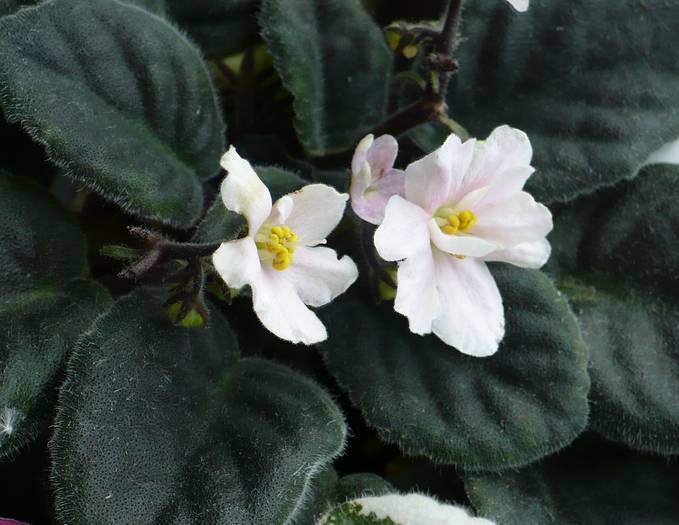 Summer Carnival - Saintpaulia - violete de camera