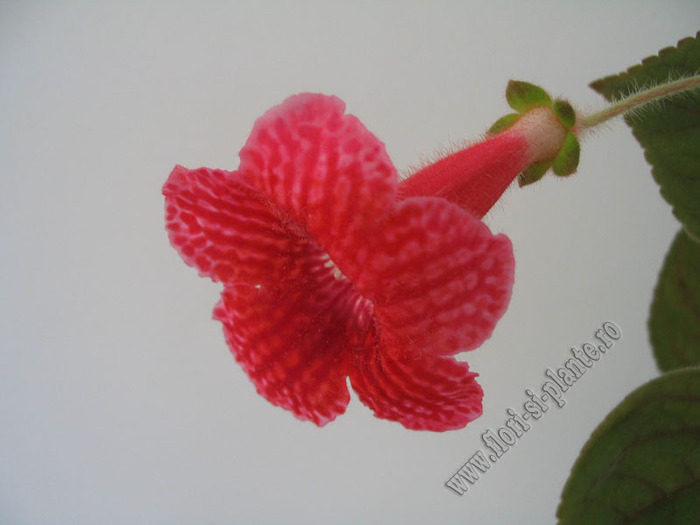 Kohleria Ryskan self 4