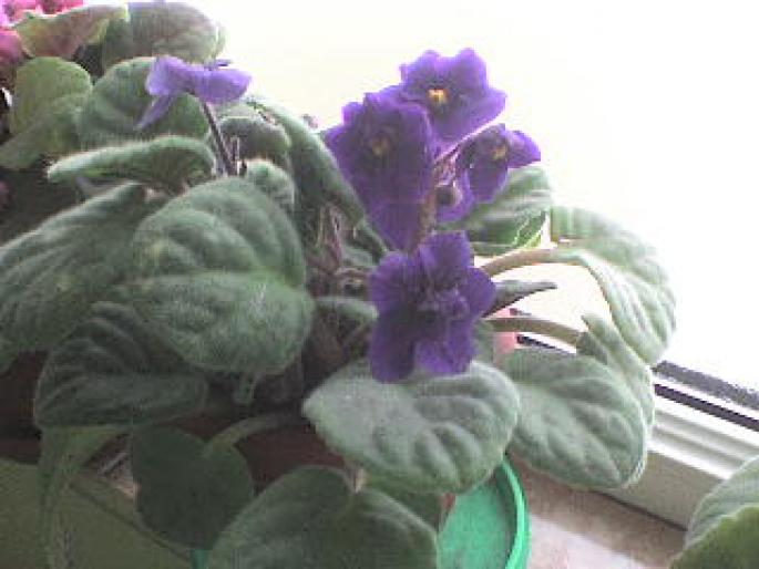 VIOLETA MOV CU FLOARE BATUTA; violeta mov

