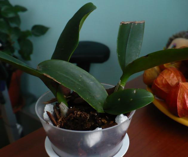 pui Epilaeliocattleya - Orhidee