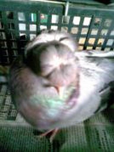 cap de mavii - porumbei 2008