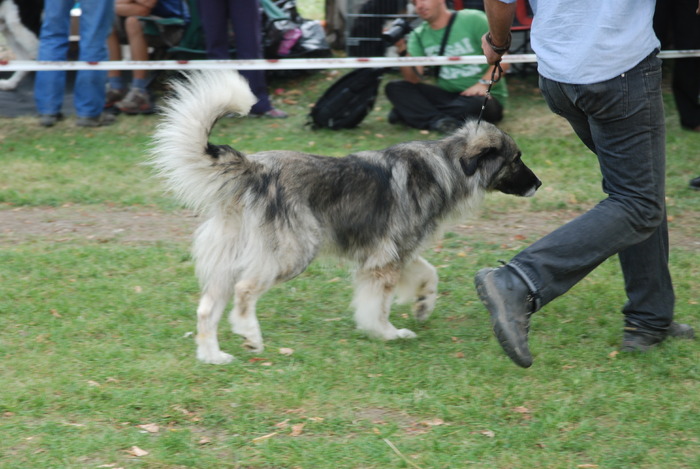 DSC_0203 - Concurs international de frumustete canina 2009 TgMures