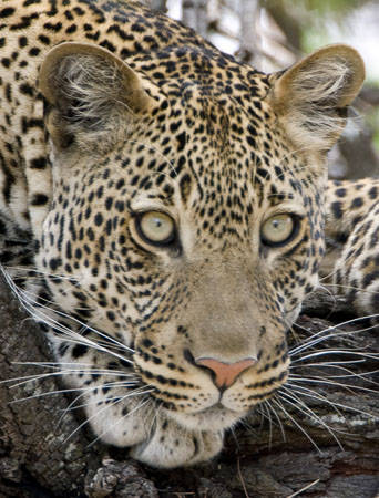 leopard2[1] - animale fioroase