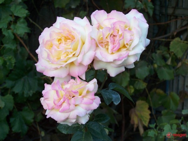 3aa90200_0050000986604_00_600 - Trandafiri roz