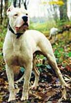 Dogo Argentino