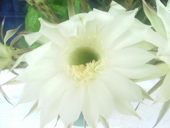 DSCF2147 - 2008 de zii cu zii