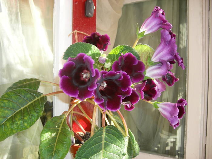 Gloxinia mov inchis
