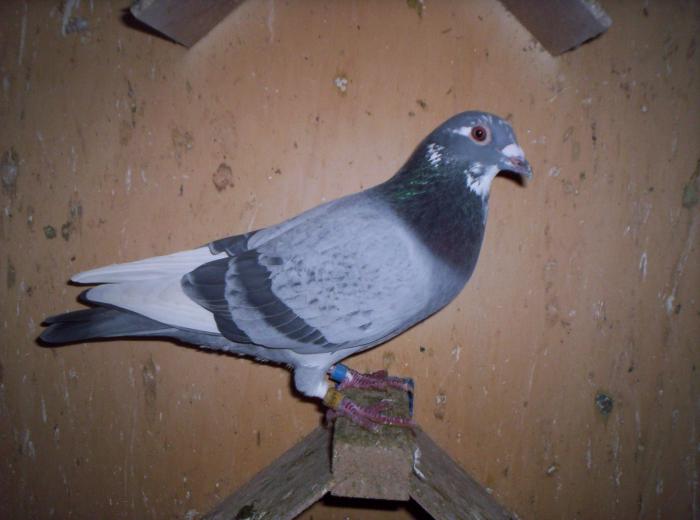 stichelbout; pui 2008
