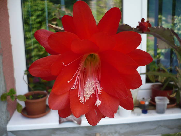 flori 19.05.2009 055 - Flori