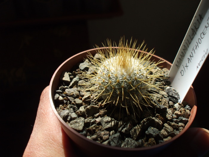 Mammillaria dixanthocentron - cactusii mei