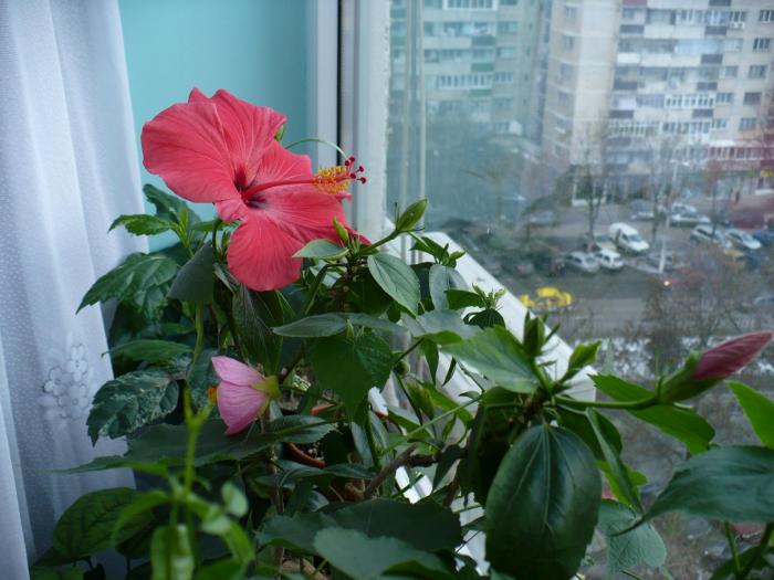 P1080145 - HIBISCUSI