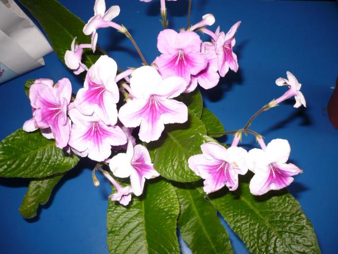 streptocarpus