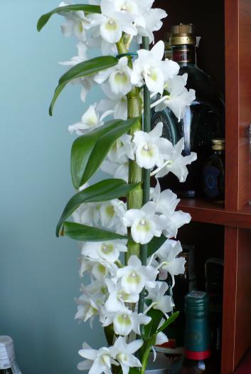 Dendrobium Nobile - Orhidee