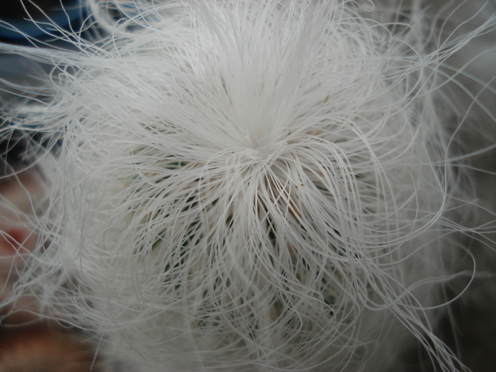 Cephalocereus senilis.