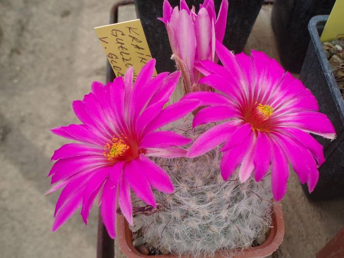 Krainzia guelzowiana v robustior