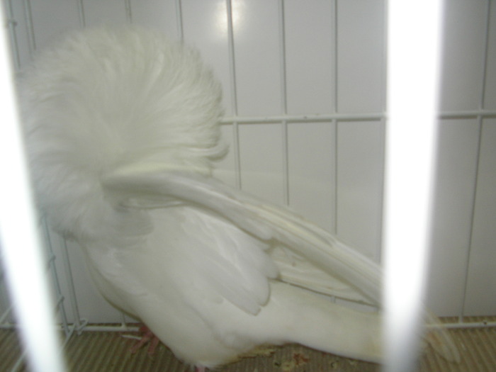 SANY0199 - poze expo 2009